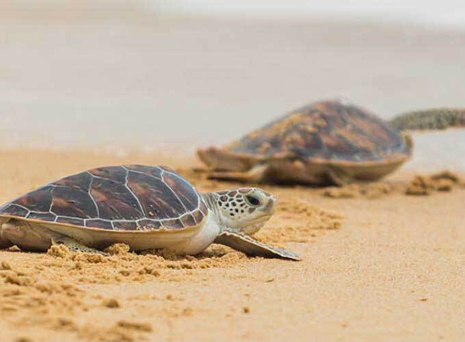 sands protected from the passage of time : luxury villas in goa